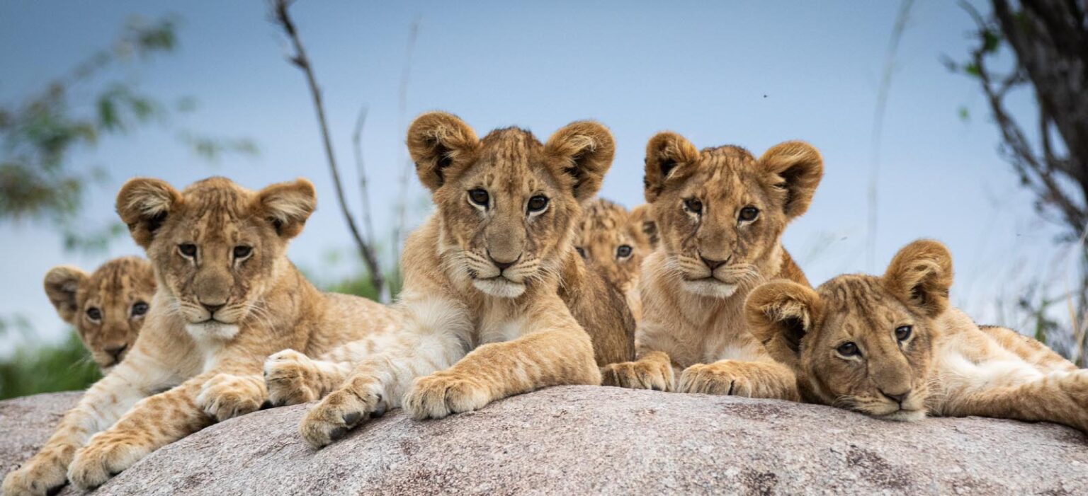 Read more about the article Queen Elizabeth National Park