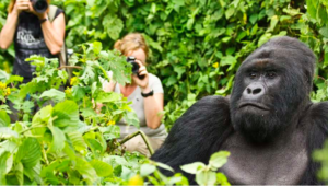Read more about the article Expectations for Your Rwanda Safari: What to Know Before You Go