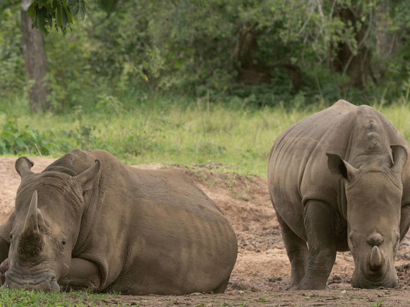 Read more about the article Ziwa Rhino Sanctuary
