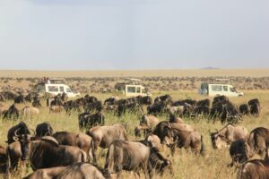 Read more about the article Expectations for Your Tanzania Safari: What to Know Before You Go