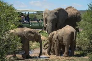 Read more about the article How Global Events Are Changing Safari Travel in 2026.