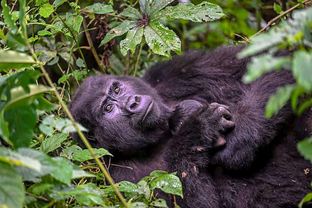 You are currently viewing New Mountain Gorilla Born in Bwindi Impenetrable National Park