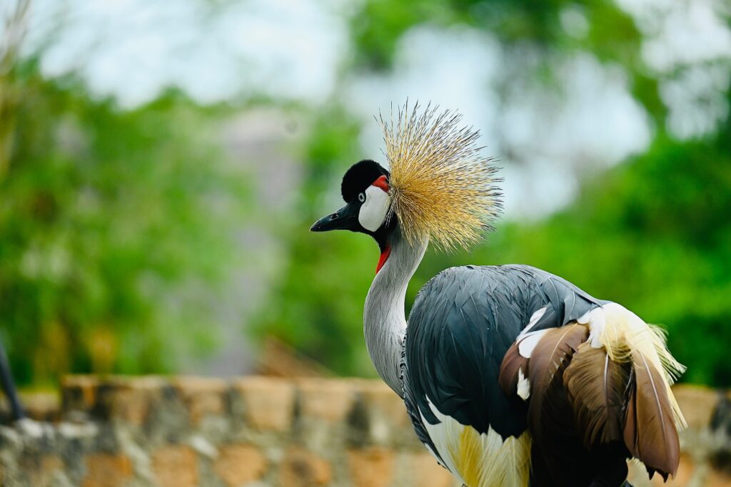 Bird Watching Safaris - Traford Safaris Ltd