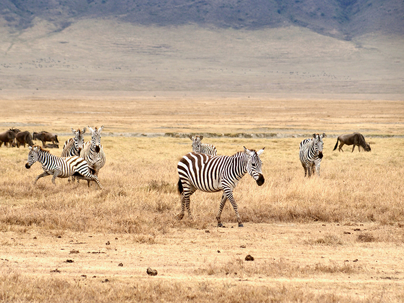 Traford Safari