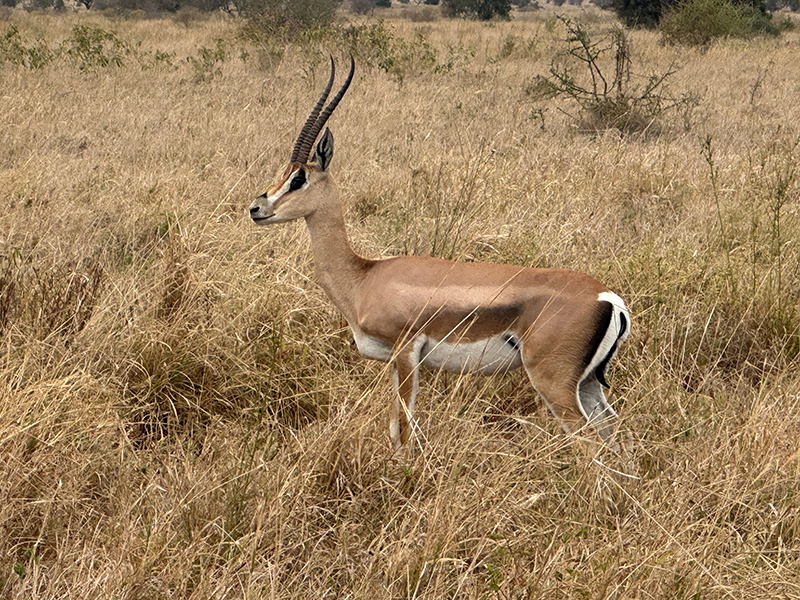 Traford Safari