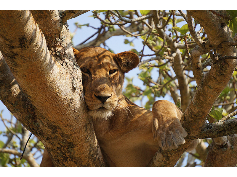 Traford Safaris