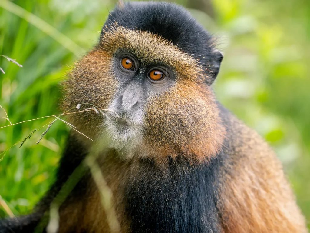 Read more about the article How Many Days Do You Need for a Rwanda Safari?